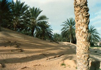 Gabes oasis sand-dunes