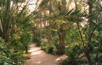 Tozeur paradise