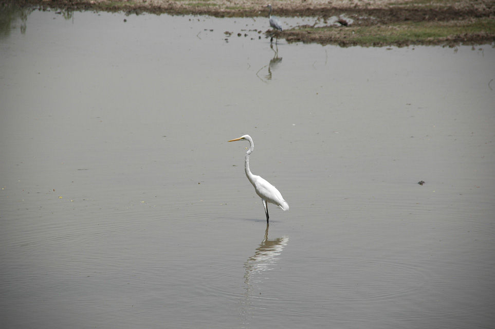 AGR Bharatpur Bird Sanctuary or Keoladeo Ghana National Park - beautiful white water bird 3008x2000