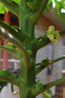 AMI Lombok Pringgasela traditional weaving village Papaya plant with flower and small fruits 3008x2000