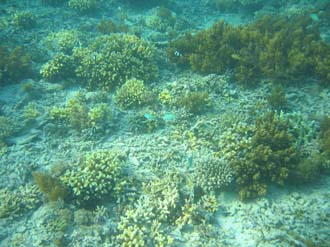 AMI Lombok Pulau Lampu Island snorkelling underwater picture corals and fishes 1 2272x1704