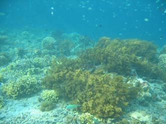 AMI Lombok Pulau Lampu Island snorkelling underwater picture corals and fishes 2 2272x1704