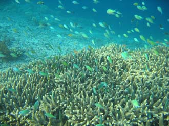 AMI Lombok Pulau Lampu Island snorkelling underwater picture corals and fishes 6 2272x1704