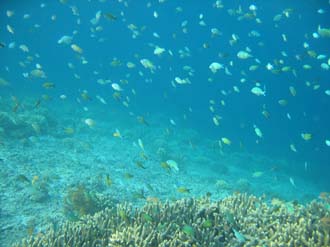 AMI Lombok Pulau Lampu Island snorkelling underwater picture corals and fishes 7 2272x1704