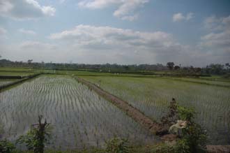 AMI Lombok rice fields near Karangbayan 1 3008x2000