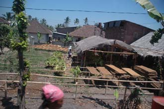 AMI Lombok tobacco processing and drying in the sun on the road from Pringgasela traditional weaving village to Loang Gali village 3008x2000