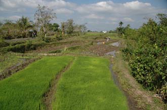 AMI Lombok workers ploughing with buffalos in rice fields near Karangbayan 2 3008x2000