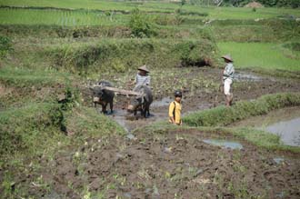 AMI Lombok workers ploughing with buffalos in rice fields near Karangbayan 3008x2000